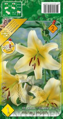 UVZ357_Lilium_HoneyM.jpg