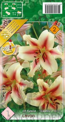 UVZ358_Lilium_Lavon.jpg