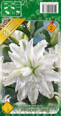 UVZ360_Lilium_InnocentL.jpg