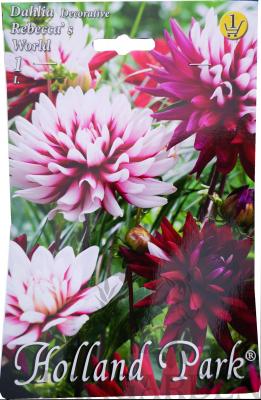 dahlia_decorative_rebecca_s_world.jpg