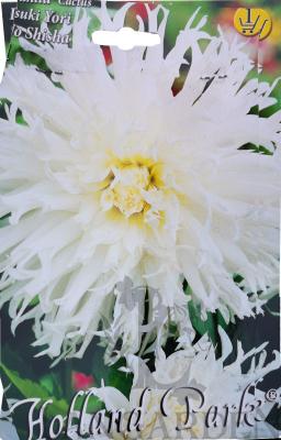 dahlia_cactus_tsuki_yori_no_shisha.jpg