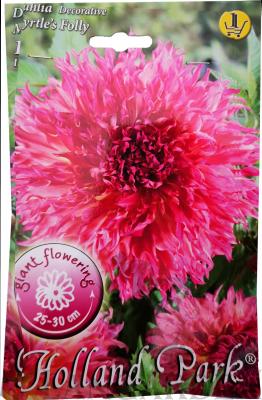 dahlia_decorative_mirtles_folly.jpg