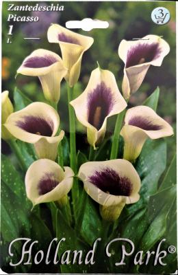 zantedeschia_picasso.jpg