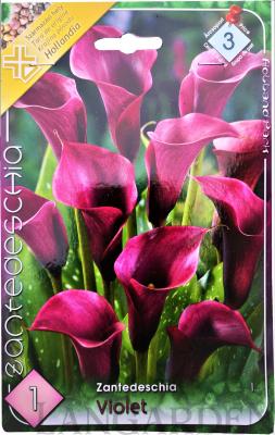 zantedeschia_violet.jpg