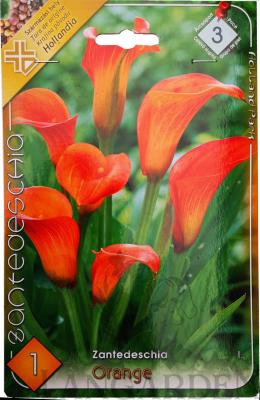 zantedeschia_orange.jpg