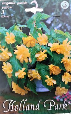 begonia_yellow.jpg