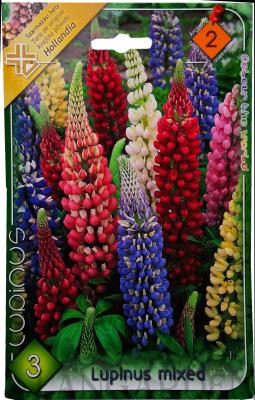 lupinus_mixed.jpg