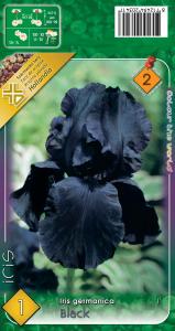 Iris Germanica Black