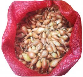 Dughagyma Makói tavaszi 350g (hálós)