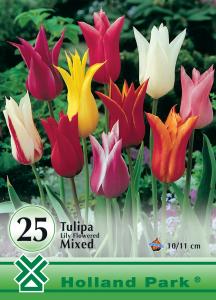 Tulipán Liliomvirágú színkeverék 10 db-os
