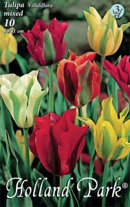 Tulipán Viridiflora mix