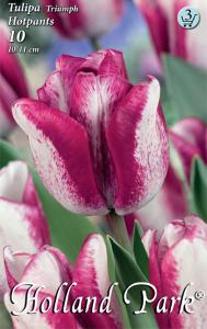 Tulipán Hotpants egyszerű virágú tulipán
