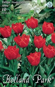Tulipán Abba teltvirágú virágú KORAI tulipán