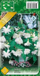 Virághagyma Csüngővirágú Begónia White