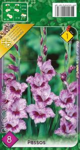 Virághagyma Kardvirág Passos