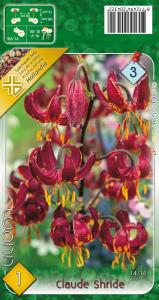 Liliom Clauda Shride
