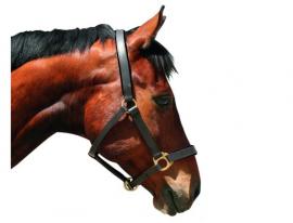 Covalliero Eco bőr kötőfék 1 Pony