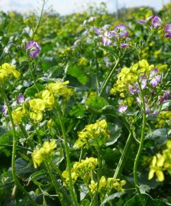 Zöldtrágya - Gazdaságos zöldítő páros 4 kg