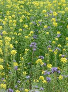 Zöldtrágya - Mézelő zöldítő keverék 4 kg