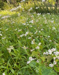 Zöldtrágya - Zümmögő keverék 4 kg