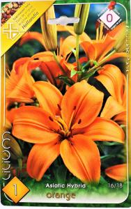 Liliom Orange