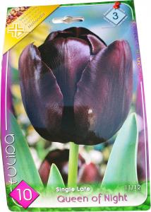 Tulipán Queen of Night KÉSŐI tulipán