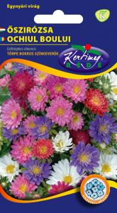 Őszirózsa Törpe bokros színkeverék