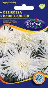 Őszirózsa Tűszirmú fehér