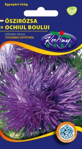 Őszirózsa Tűszirmú kék