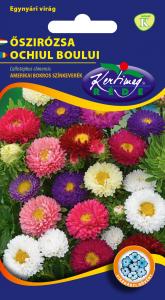 Őszirózsa Amerikai bokros