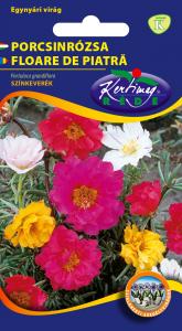 Porcsinrózsa félteltvirágú szk.