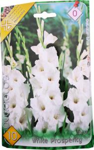 Virághagyma Kardvirág White Prosperity