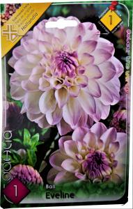 Virághagyma Labda Dália Eveline