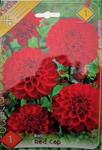 Virághagyma Labda Dália Red Cap