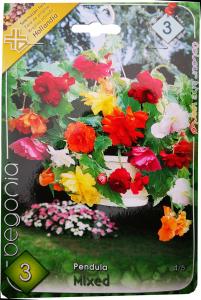 Virághagyma Csüngővirágú Begónia Mixed