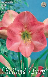 Amaryllis Pink