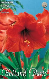 Amaryllis Orange