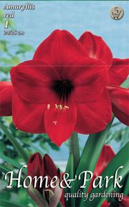 Amaryllis Red