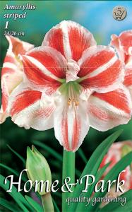 Amaryllis Striped