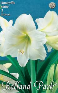 Amaryllis White