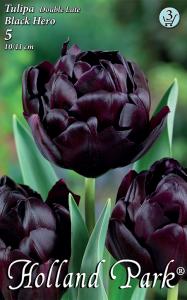 Tulipán Black Hero / teltvirágú KÉSŐI tulipán