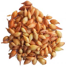 Dughagyma Sturon 0,5 kg kimért