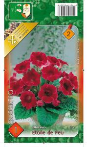 Virághagyma Gloxinia Etoile de Feu