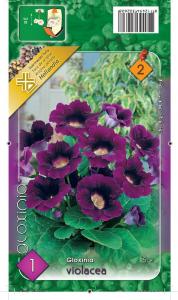 Virághagyma Gloxinia Violacea