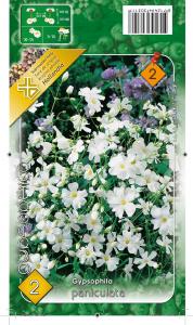 Virághagyma Fátyolvirág Paniculata