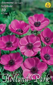 Virághagyma Szellőrózsa Sylphide