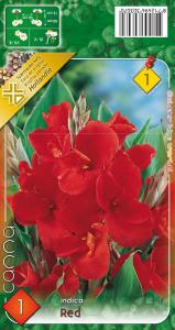 Virághagyma Canna piros