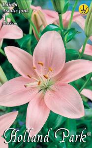 Virághagyma Liliom Asiatic Pink