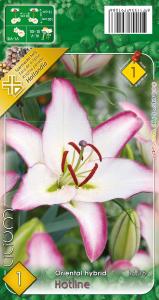 Virághagyma Liliom Hotline