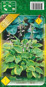 Virághagyma Árnyékliliom Golden Tiara